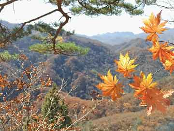 朱槿惠最新动态揭秘，探索要点、进展与影响